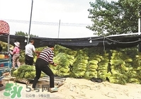 怎樣腌蒜苔容易儲(chǔ)存？怎樣腌蒜苔放的時(shí)間長