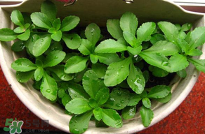 養(yǎng)心菜能生吃嗎？養(yǎng)心菜怎么吃？