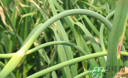 蒜薹什么時(shí)候采收？蒜薹什么時(shí)間抽