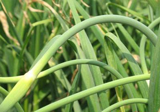 蒜薹是蒜長出來的？蒜薹是大蒜長出來的