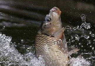 立夏怎么釣鯉魚？立夏釣鯉魚用什么餌料？