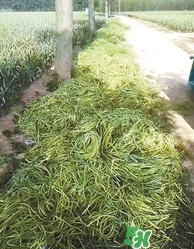 河南多地出現(xiàn)蒜你完 金鄉(xiāng)蒜薹最新價(jià)格 河南多地出現(xiàn)蒜你完 金鄉(xiāng)蒜薹最新價(jià)格