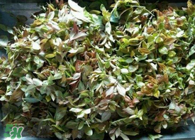 烏樹葉怎么做？烏樹葉怎么做好吃又簡單？