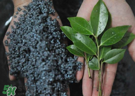 烏樹葉怎么做？烏樹葉怎么做好吃又簡單？