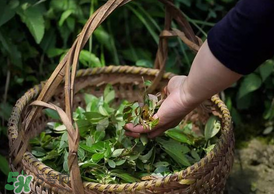 烏樹葉怎么做？烏樹葉怎么做好吃又簡單？