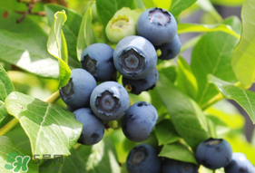 烏飯子和藍(lán)莓是同一種植物嗎？烏飯子樹和藍(lán)莓對比