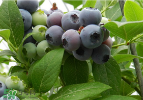 烏飯子和藍(lán)莓是同一種植物嗎？烏飯子樹和藍(lán)莓對比