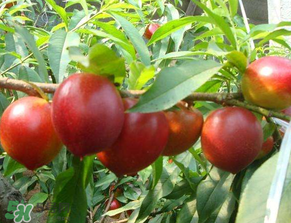 油桃和西瓜能一起吃嗎？油桃可以和西瓜一起吃嗎？