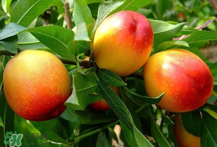 油桃和西瓜能一起吃嗎？油桃可以和西瓜一起吃嗎？