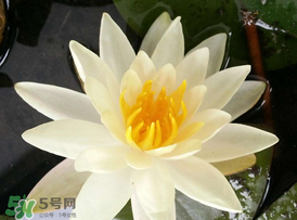 ?立夏是夏天嗎？?立夏是夏天的開始嗎？