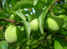 青梅不能和什么一起吃？青梅和什么相克？