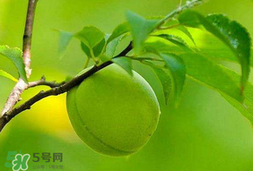 青梅不能和什么一起吃？青梅和什么相克？