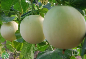 甜瓜能放冰箱嗎？甜瓜怎么放冰箱保存？