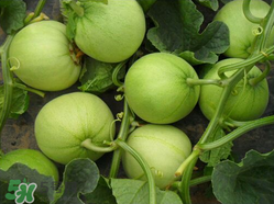 甜瓜和牛奶能一起吃嗎？吃完甜瓜可以喝牛奶嗎？