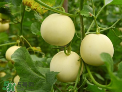 甜瓜和牛奶能一起吃嗎？吃完甜瓜可以喝牛奶嗎？