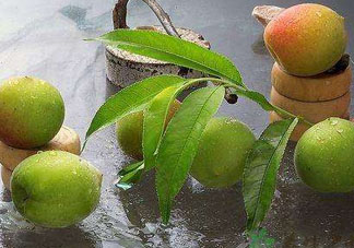 青梅不能和什么一起吃？青梅和什么相克？