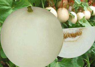 甜瓜可以帶上飛機(jī)嗎？坐飛機(jī)可以帶香瓜嗎？