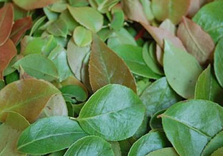 烏樹(shù)葉怎么做？烏樹(shù)葉怎么做好吃又簡(jiǎn)單？