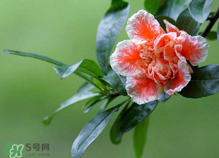 立夏開(kāi)什么花？立夏有什么花？
