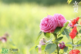 立夏開(kāi)什么花？立夏有什么花？