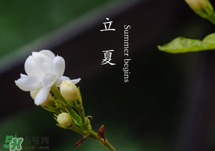 立夏開(kāi)什么花？立夏有什么花？