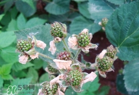 樹莓有毒嗎？樹莓有刺嗎？