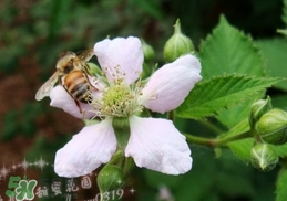 樹莓有毒嗎？樹莓有刺嗎？