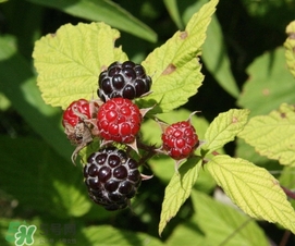 樹莓有毒嗎？樹莓有刺嗎？