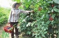 桑葚火麻茶能降血壓?jiǎn)幔可］鼗鹇椴枳饔门c功效