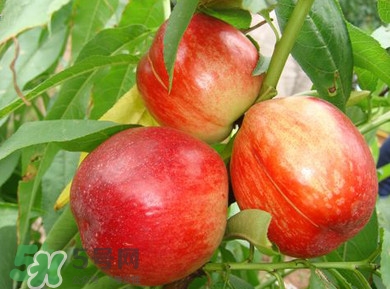 油桃一天吃幾個(gè)？孕婦一天能吃幾個(gè)油桃