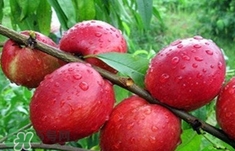 孕婦可以吃油桃嗎？孕婦能吃油桃嗎