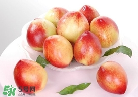 油桃什么時(shí)候成熟？油桃什么季節(jié)成熟