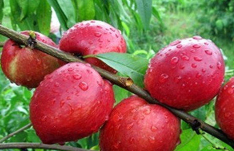 油桃不能和什么一起吃？油桃不能和什么水果一起吃