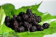 桑葚泡酒可以加蜂蜜嗎?桑葚泡酒加多少蜂蜜? 桑葚泡酒可以加蜂蜜嗎?桑葚泡酒加多少蜂蜜?