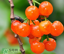 立夏嘗三新指的是什么？立夏嘗新活動(dòng)