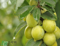 立夏嘗三新指的是什么？立夏嘗新活動(dòng)