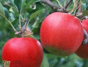 周黑鴨能帶出國嗎？周黑鴨可以帶出國嗎