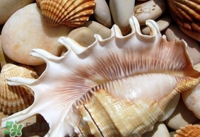 周黑鴨能帶出國嗎？周黑鴨可以帶出國嗎