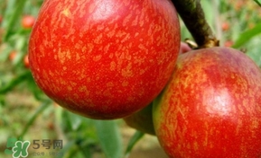 油桃一天吃幾個(gè)？孕婦一天能吃幾個(gè)油桃