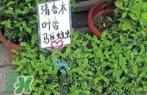 寶寶驅(qū)蚊產(chǎn)品哪個(gè)好？寶寶驅(qū)蚊用什么好？