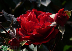 母親節(jié)可以送玫瑰花嗎？母親節(jié)送幾朵玫瑰花好？