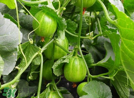 甜瓜苦能吃嗎？甜瓜為什么會苦？