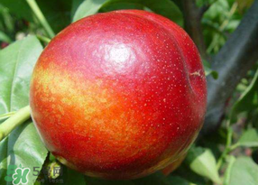 油桃有毛嗎？油桃為什么沒毛？