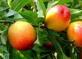 油桃有毛嗎？油桃為什么沒毛？