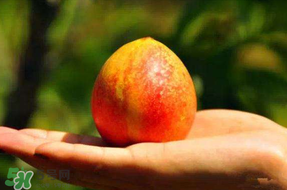 油桃變軟了還能吃嗎？油桃變軟了怎么回事？