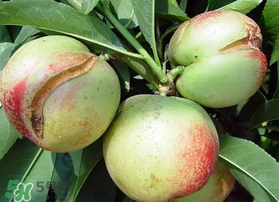 油桃裂果什么原因？油桃裂果還能吃嗎？