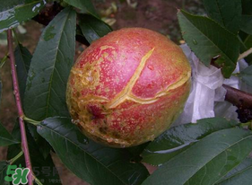 油桃裂果什么原因？油桃裂果還能吃嗎？