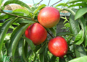 油桃裂果什么原因？油桃裂果還能吃嗎？