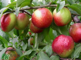 油桃有毛嗎？油桃為什么沒毛？