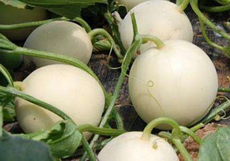 甜瓜苦能吃嗎？甜瓜為什么會(huì)苦？